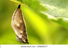 Attēlu rezultāti vaicājumam “cocoon”