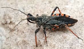 Attēlu rezultāti vaicājumam “Rhynocoris annulatus”