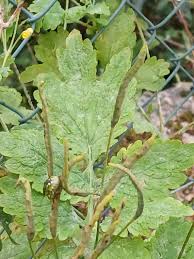 Attēlu rezultāti vaicājumam “Chelidonium majus leaf”