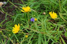 Attēlu rezultāti vaicājumam “Hieracium umbellatum bud”