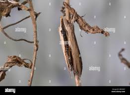 Attēlu rezultāti vaicājumam “Shargacucullia scrophulariae”