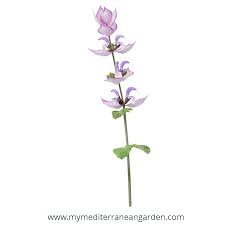 Image result for Salvia sclarea