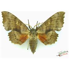 Attēlu rezultāti vaicājumam “Laothoe populi”