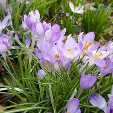 Attēlu rezultāti vaicājumam “Crocus tommasinianus”