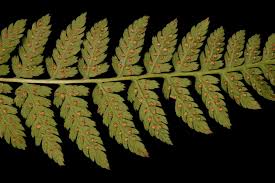 Attēlu rezultāti vaicājumam “Dryopteris”