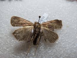 Attēlu rezultāti vaicājumam “Diarsia florida”