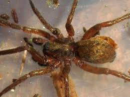 Attēlu rezultāti vaicājumam “Agroeca brunnea”