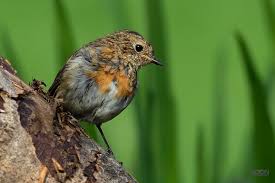 Attēlu rezultāti vaicājumam “Erithacus rubecula juvenile”
