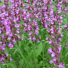 Image result for Salbei