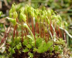 Attēlu rezultāti vaicājumam “Bryum neodamense macro”