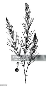 Attēlu rezultāti vaicājumam “Asparagus officinalis leaf”