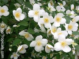 Attēlu rezultāti vaicājumam “Philadelphus coronarius”