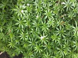 Attēlu rezultāti vaicājumam “Galium odoratum leaf”