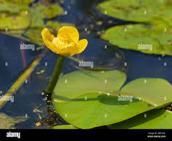 Attēlu rezultāti vaicājumam “Nuphar lutea leaf”