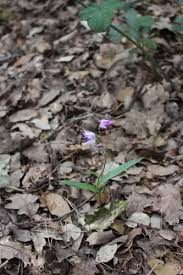Attēlu rezultāti vaicājumam “Cephalanthera rubra leaf”