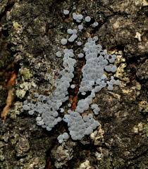 Attēlu rezultāti vaicājumam “Badhamia capsulifera”