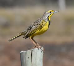 Attēlu rezultāti vaicājumam “Lycogala confusum macro”