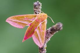 Attēlu rezultāti vaicājumam “Deilephila elpenor imago”