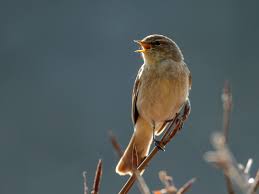 Attēlu rezultāti vaicājumam “Phylloscopus collybita adult”