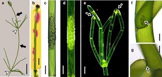Attēlu rezultāti vaicājumam “Chara contraria”