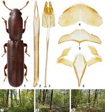 Attēlu rezultāti vaicājumam “Bitoma crenata imago”