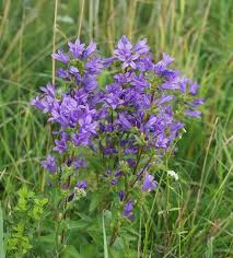 Attēlu rezultāti vaicājumam “Campanula glomerata bud”