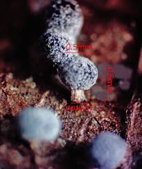 Attēlu rezultāti vaicājumam “Didymium nigripes stalked”