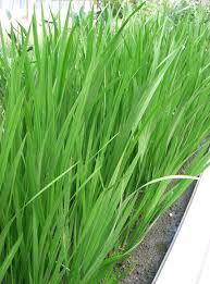 Attēlu rezultāti vaicājumam “Acorus calamus leaf”