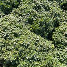 Attēlu rezultāti vaicājumam “Thymus serpyllum leaf”