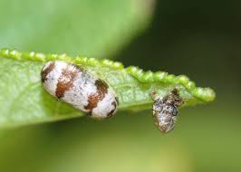 Attēlu rezultāti vaicājumam “Ichneumonidae cocoon”