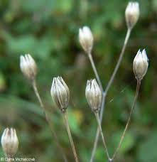 Attēlu rezultāti vaicājumam “Lapsana communis flower”