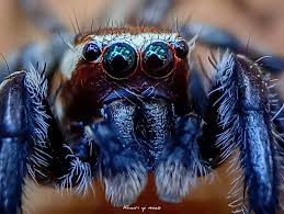 Attēlu rezultāti vaicājumam “Evarcha falcata male”