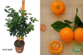 Image result for Бегония Элатиор 12х22 4601887072423