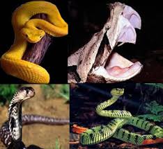 Attēlu rezultāti vaicājumam “Serpentes”