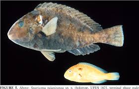 Image result for Sparisoma amplum