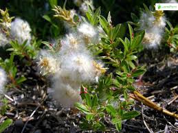 Attēlu rezultāti vaicājumam “Salix repens subsp. rosmarinifolia flower”