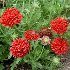 Image result for Gaillardia pulchella