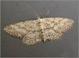 Attēlu rezultāti vaicājumam “Idaea seriata”