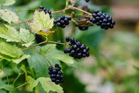 Attēlu rezultāti vaicājumam “Actaea spicata fruit”