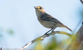 Image result for Vireo flavifrons