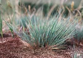 Attēlu rezultāti vaicājumam “Corynephorus canescens fruit”