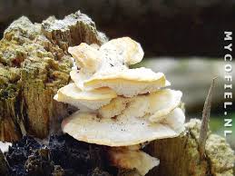 Attēlu rezultāti vaicājumam “Antrodiella serpula”