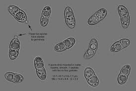 Attēlu rezultāti vaicājumam “Ramalina calicaris”