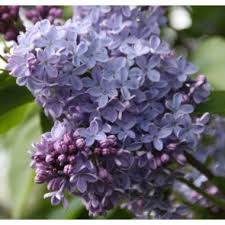 Image result for flieder