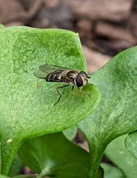 Attēlu rezultāti vaicājumam “Eupeodes nielseni”