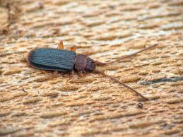 Attēlu rezultāti vaicājumam “Dendrophagus crenatus”