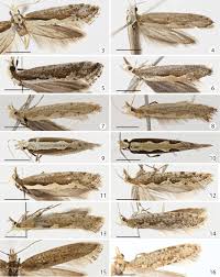 Attēlu rezultāti vaicājumam “Plutella xylostella”