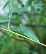 Attēlu rezultāti vaicājumam “Salix repens subsp. rosmarinifolia”