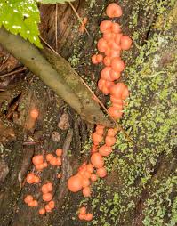 Attēlu rezultāti vaicājumam “Lycogala epidendrum s.str. macro”