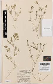 Attēlu rezultāti vaicājumam “Nitella flexilis”